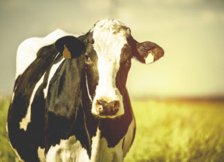 Beatrijs Smulders: maak geen melkkoe van de gezonde zwangere vrouw Samen Zwanger - Beatrijs Smulders maak geen melkkoe van de gezonde zwangere vrouw