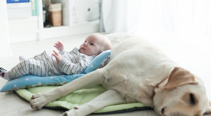 Baby’s en huisdieren Samen Zwanger - Baby's en huisdieren