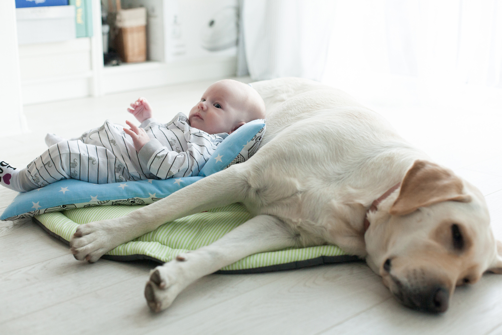 Samen Zwanger - Baby's en huisdieren