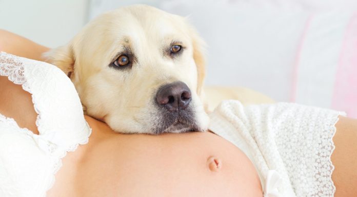 Huisdieren tijdens de zwangerschap Samen Zwanger - Huisdieren tijdens de zwangerschap