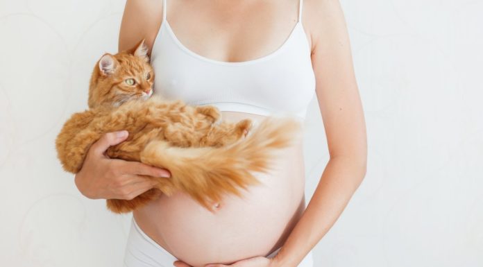 Schadelijke infecties: Toxoplasmose en listeriose Samen Zwanger - Schadelijke infecties