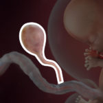 Samen Zwanger _ 10 weken zwanger – trimester 1 week 10 foto 2