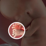 Samen Zwanger _ 10 weken zwanger – trimester 1 week 10 foto 4