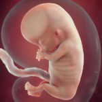 Samen Zwanger _ 11 weken zwanger – trimester 1 week 11 foto 1