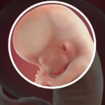 Samen Zwanger _ 11 weken zwanger – trimester 1 week 11 foto 2