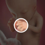 Samen Zwanger _ 12 weken zwanger – trimester 1 week 12 foto (1)