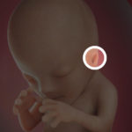 Samen Zwanger _ 12 weken zwanger – trimester 1 week 12 foto (2)