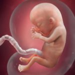 Samen Zwanger _ 13 weken zwanger – trimester 1 week 13 foto (1)
