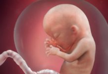 Week 13 Samen Zwanger _ 13 weken zwanger - trimester 1 week 13 foto (1)