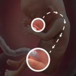 Samen Zwanger _ 13 weken zwanger – trimester 1 week 13 foto (2)