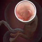 Samen Zwanger _ 13 weken zwanger – trimester 1 week 13 foto (3)