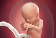 Week 14 Samen Zwanger _ 14 weken zwanger - trimester 2 week 14 foto (1)