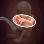Samen Zwanger _ 14 weken zwanger – trimester 2 week 14 foto (2)