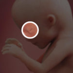 Samen Zwanger _ 15 weken zwanger – trimester 2 week 15 foto (1)