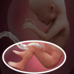 Samen Zwanger _ 15 weken zwanger – trimester 2 week 15 foto (2)