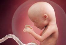 Week 15 Samen Zwanger _ 15 weken zwanger - trimester 2 week 15 foto (3)