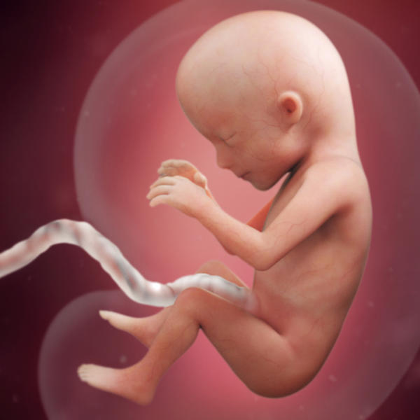samen zwanger _ 15 weken zwanger - trimester 2 week 15 foto (3