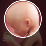 Samen Zwanger _ 16 weken zwanger – trimester 2 week 16 foto (3)