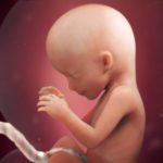 Samen Zwanger _ 16 weken zwanger – trimester 2 week 16 foto (4)