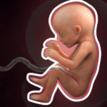 Samen Zwanger _ 17 weken zwanger – trimester 2 week 17 foto (1)