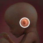 Samen Zwanger _ 17 weken zwanger – trimester 2 week 17 foto (2)