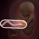 Samen Zwanger _ 17 weken zwanger – trimester 2 week 17 foto (3)