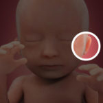 Samen Zwanger _ 18 weken zwanger – trimester 2 week 18 foto (1)