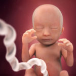 Samen Zwanger _ 18 weken zwanger – trimester 2 week 18 foto (2)