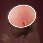 Samen Zwanger _ 19 weken zwanger – trimester 2 week 19 foto (1)