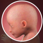 Samen Zwanger _ 19 weken zwanger – trimester 2 week 19 foto (2)
