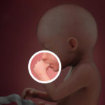 Samen Zwanger _ 20 weken zwanger – trimester 2 week 20 foto (1)