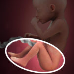 Samen Zwanger _ 20 weken zwanger – trimester 2 week 20 foto (2)