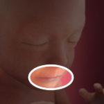 Samen Zwanger _ 21 weken zwanger – trimester 2 week 21 foto (1)
