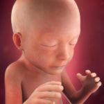 Samen Zwanger _ 21 weken zwanger – trimester 2 week 21 foto (3)