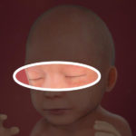 Samen Zwanger _ 22 weken zwanger – trimester 2 week 22 foto (1)