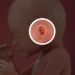 Samen Zwanger _ 23 weken zwanger – trimester 2 week 23 foto (1)
