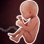 Samen Zwanger _ 23 weken zwanger – trimester 2 week 23 foto (2)