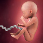 Samen Zwanger _ 23 weken zwanger – trimester 2 week 23 foto (3)