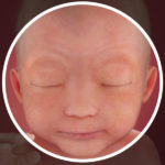 Samen Zwanger _ 24 weken zwanger – trimester 2 week 24 foto (1)