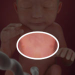 Samen Zwanger _ 24 weken zwanger – trimester 2 week 24 foto (2)