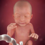 Samen Zwanger _ 24 weken zwanger – trimester 2 week 24 foto (3)