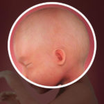 Samen Zwanger _ 25 weken zwanger – trimester 2 week 25 foto (1)