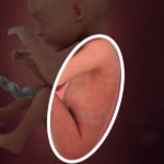 Samen Zwanger _ 25 weken zwanger – trimester 2 week 25 foto (2)