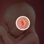 Samen Zwanger _ 26 weken zwanger – trimester 2 week 26 foto (2)