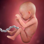 Samen Zwanger _ 26 weken zwanger – trimester 2 week 26 foto (3)