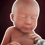 Samen Zwanger _ 28 weken zwanger – trimester 3 week 28 foto (1)