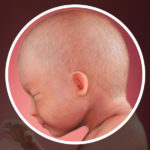 Samen Zwanger _ 29 weken zwanger – trimester 3 week 29 foto (2)
