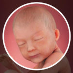Samen Zwanger _ 30 weken zwanger – trimester 3 week 30 foto (1)