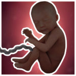 Samen Zwanger _ 30 weken zwanger – trimester 3 week 30 foto (2)