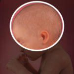 Samen Zwanger _ 32 weken zwanger – trimester 3 week 32 foto (1)